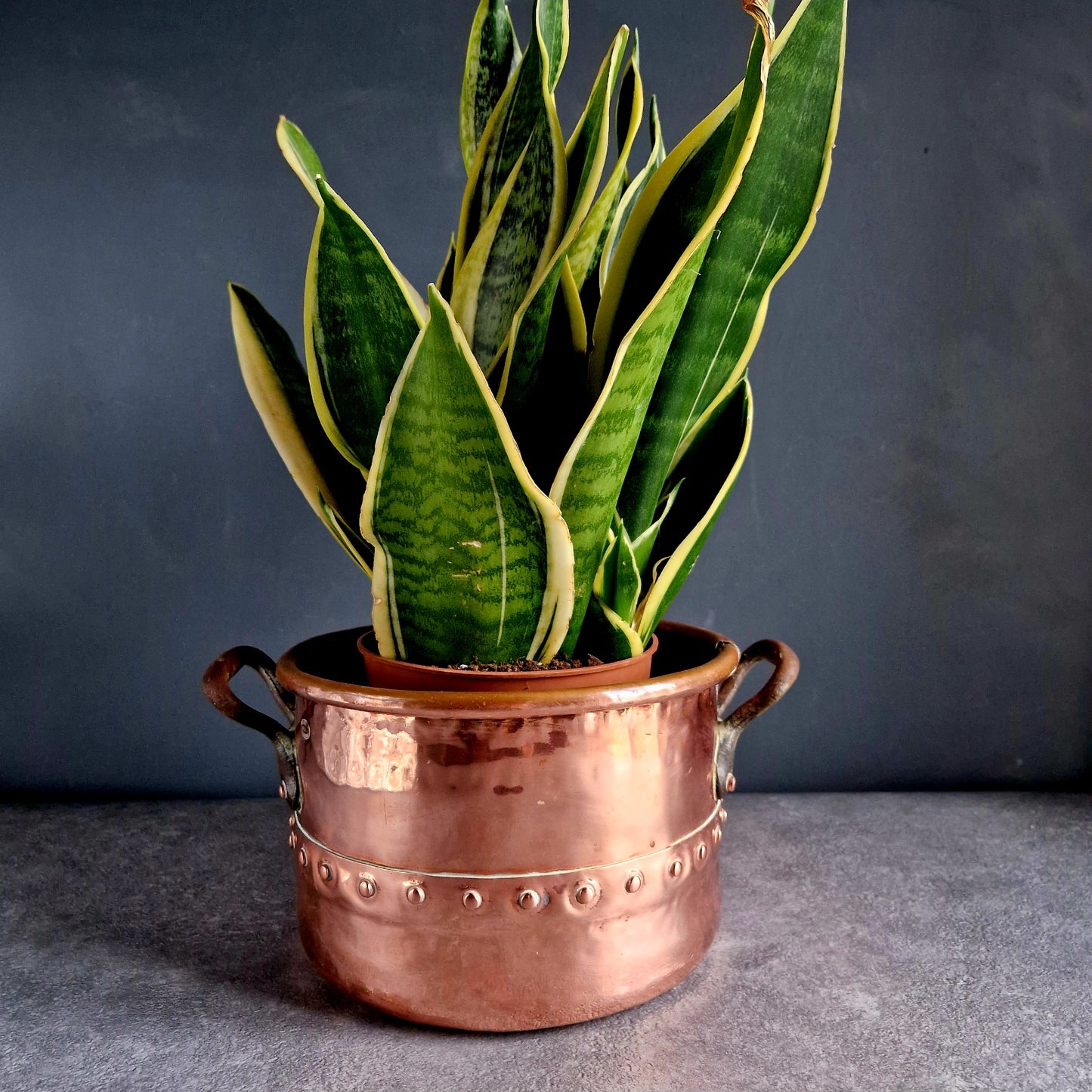 French copper planter