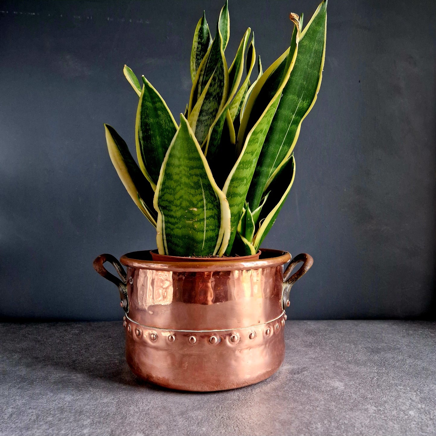 French copper planter