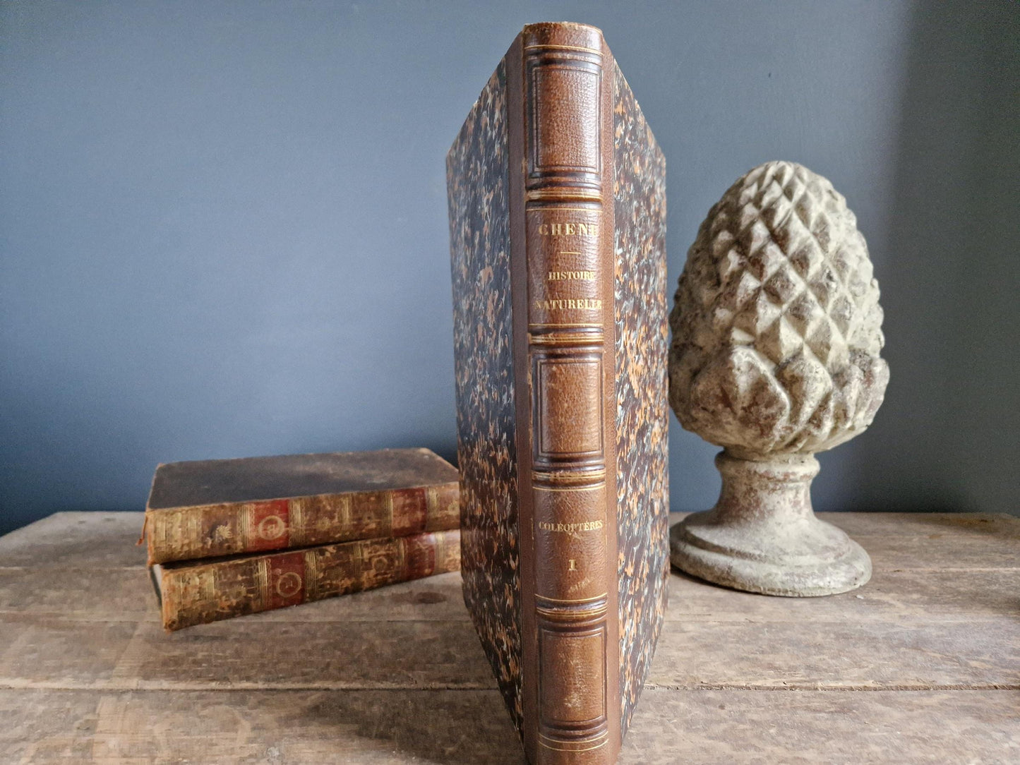 French antique natural history book of coleopterology (beetles)