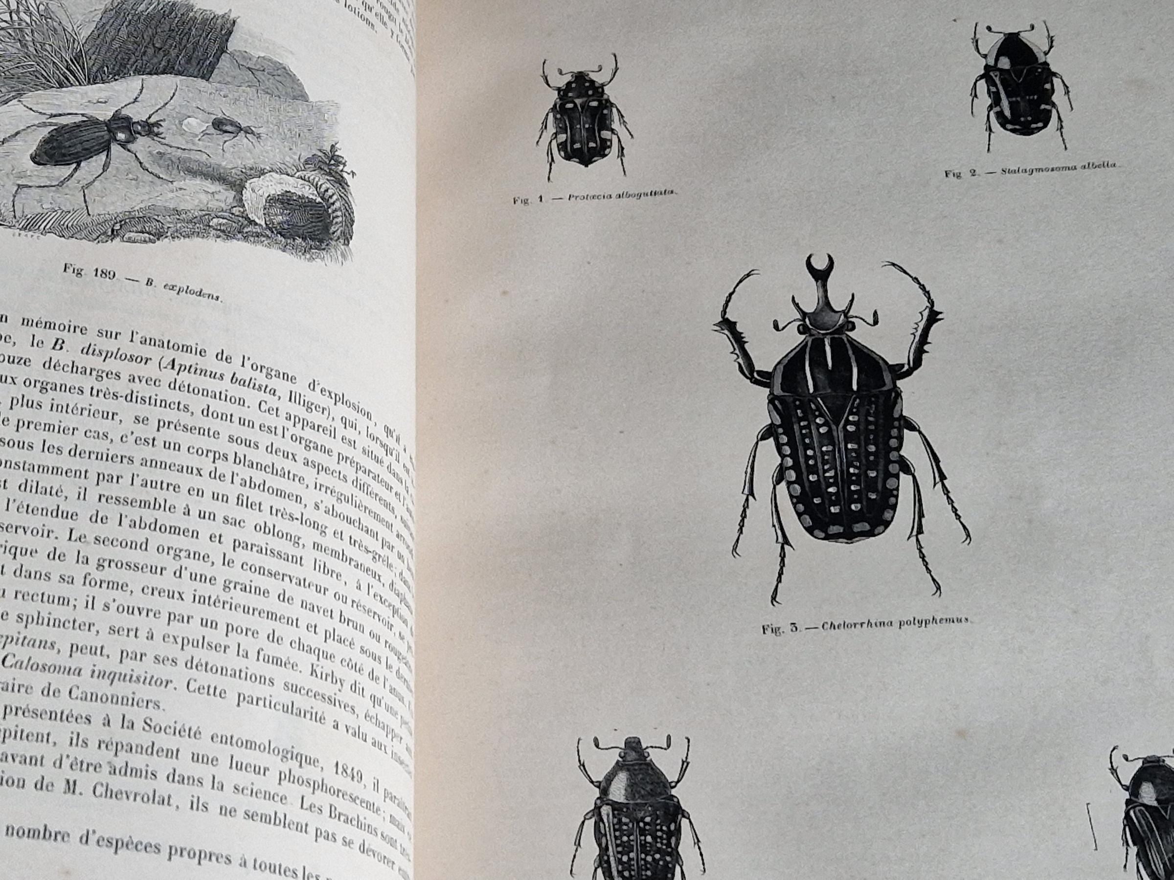 Old Insect Book French antique natural history book of coleopterology (beetles ...