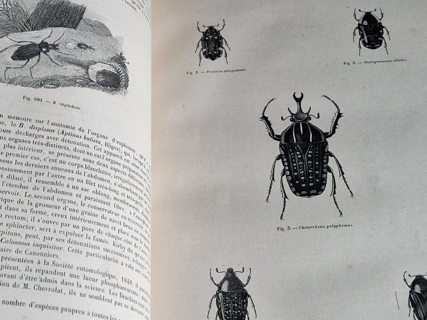 French antique natural history book of coleopterology (beetles)