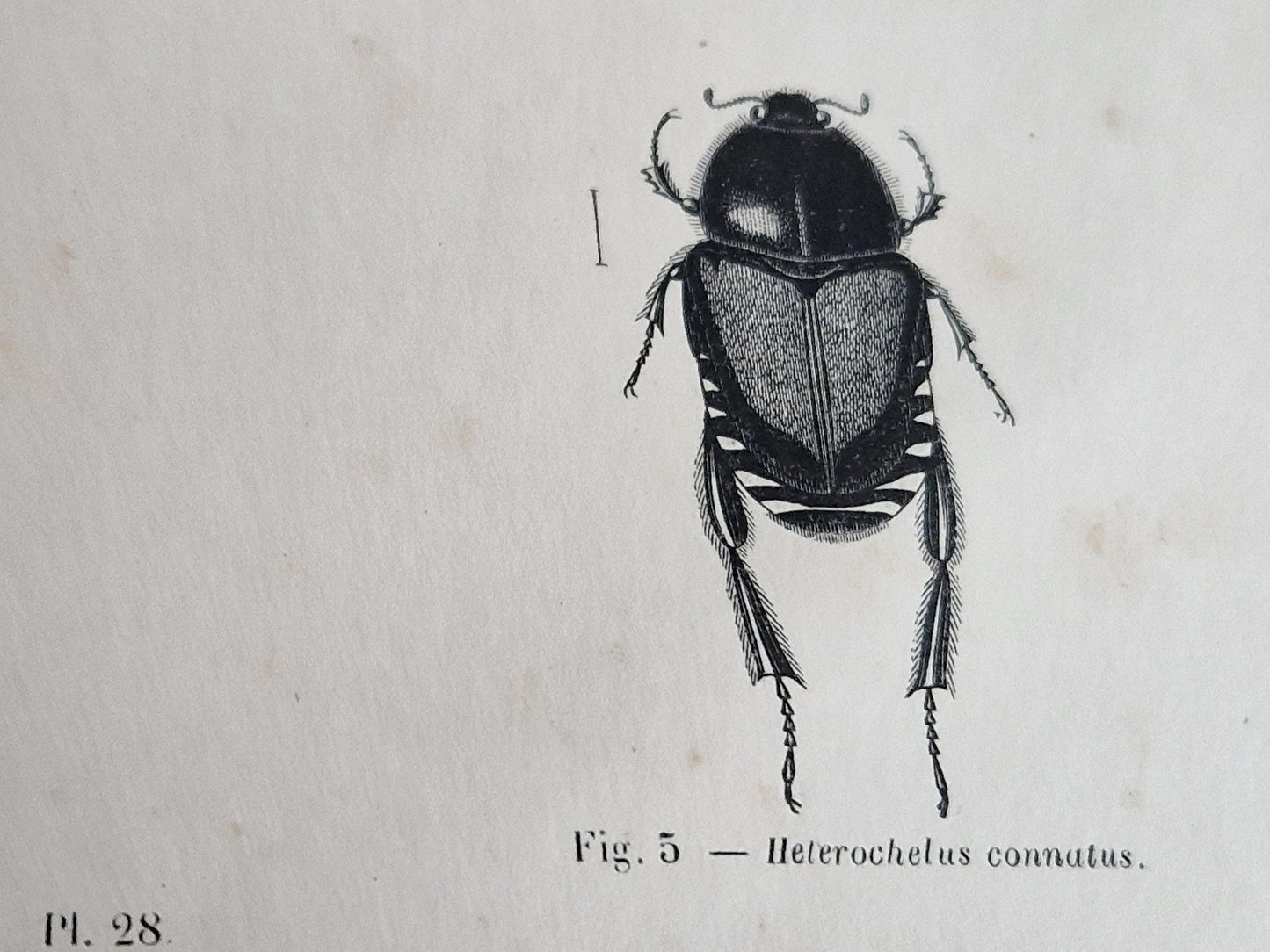French antique natural history book of coleopterology (beetles)