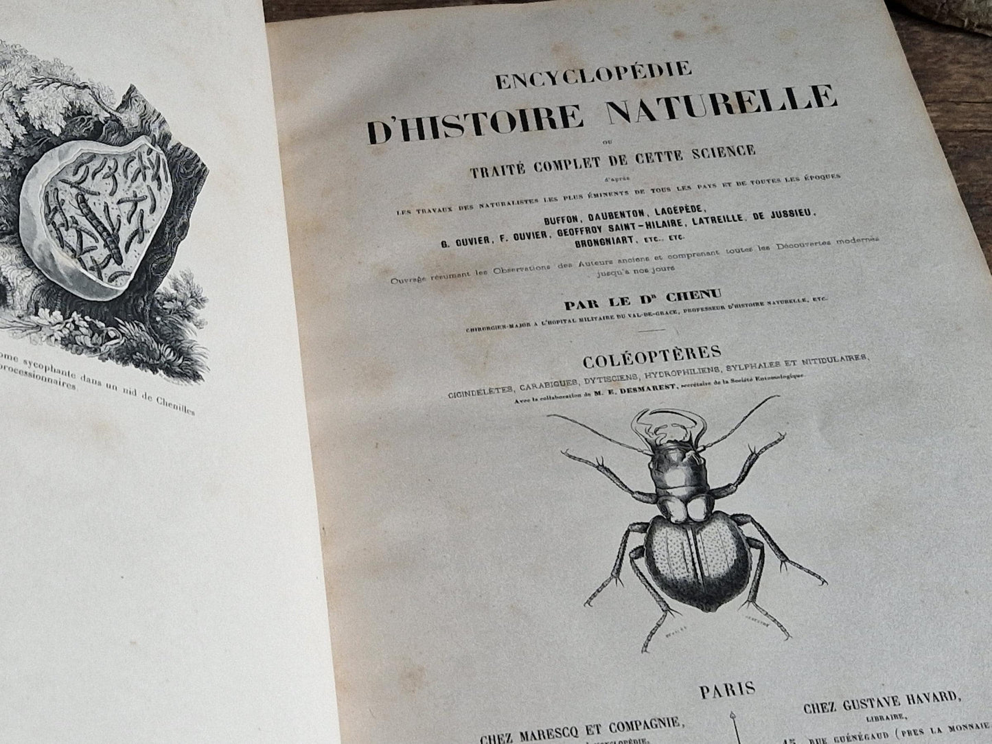 French antique natural history book of coleopterology (beetles)