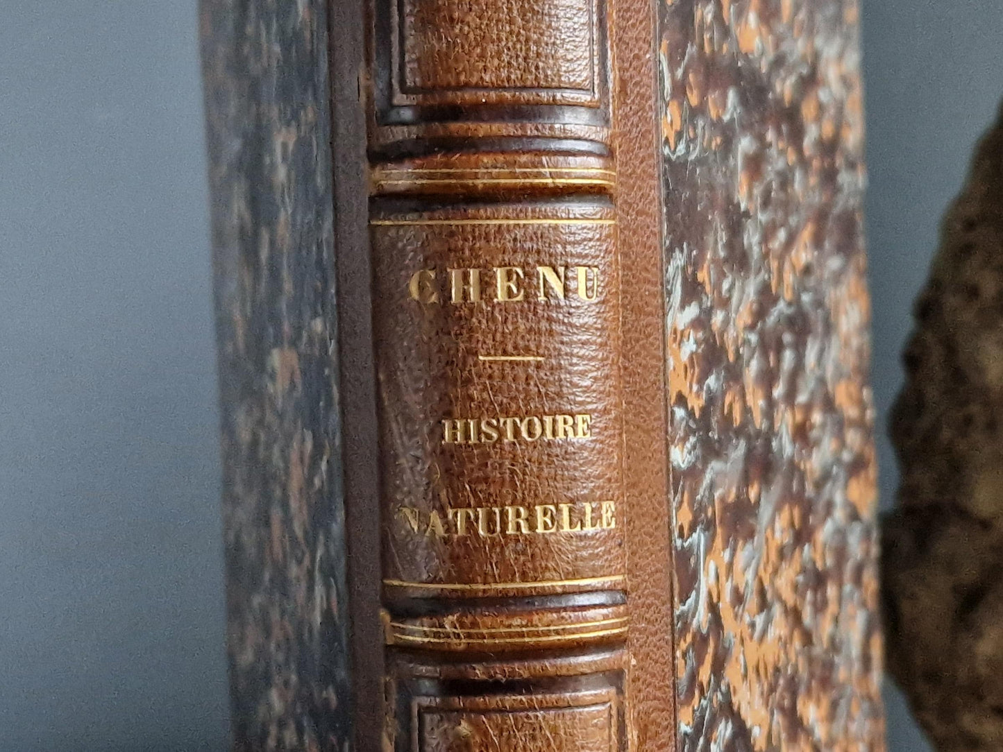 French antique natural history book of coleopterology (beetles)