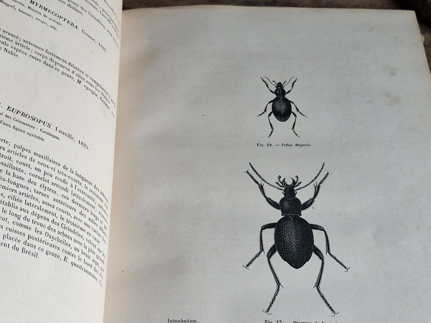 French antique natural history book of coleopterology (beetles)