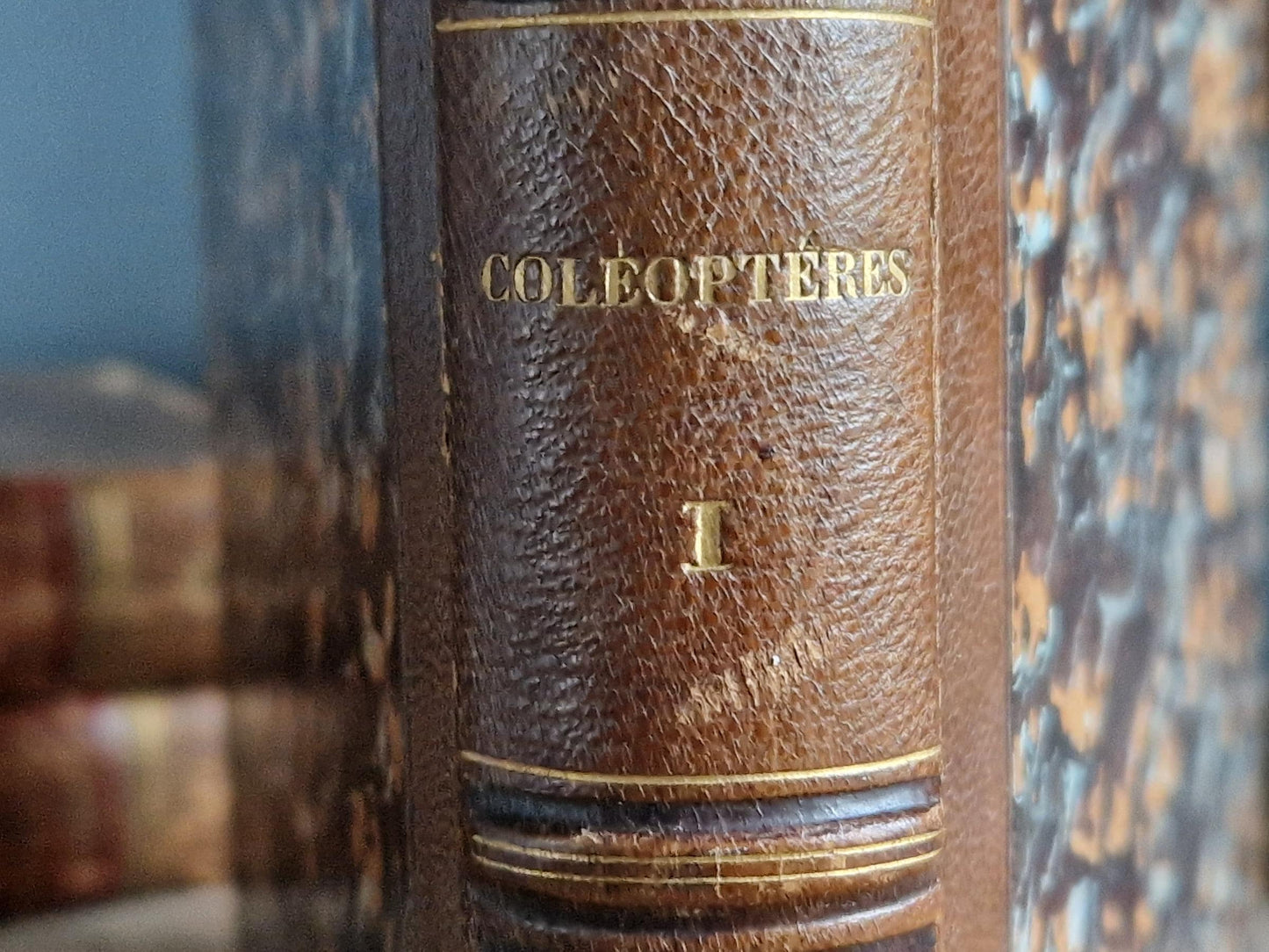 French antique natural history book of coleopterology (beetles)