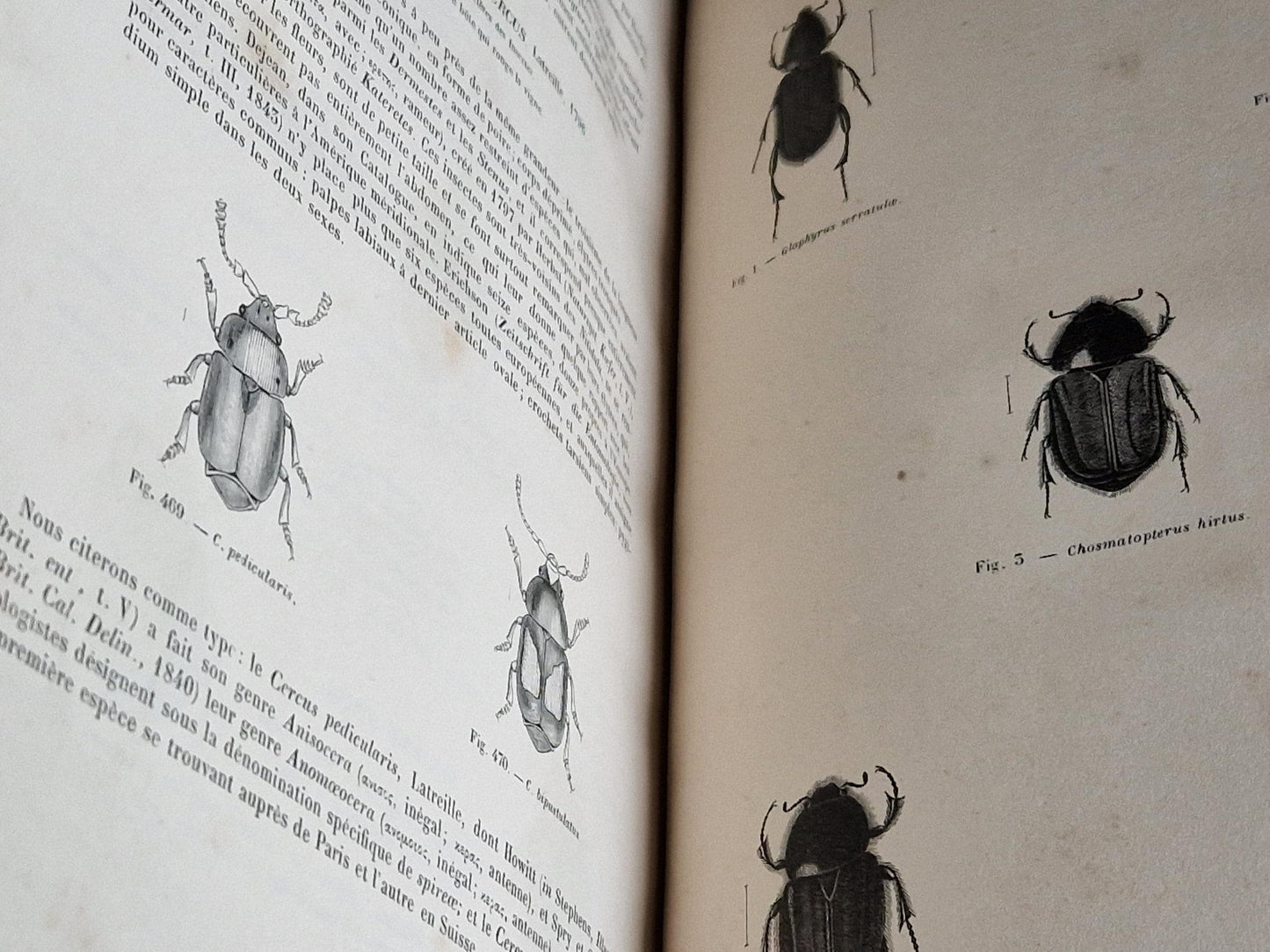 French antique natural history book of coleopterology (beetles)